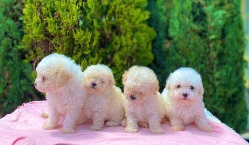 Precio De Bichon Maltes Oferta 1 Precio De Bichon Maltes Oferta