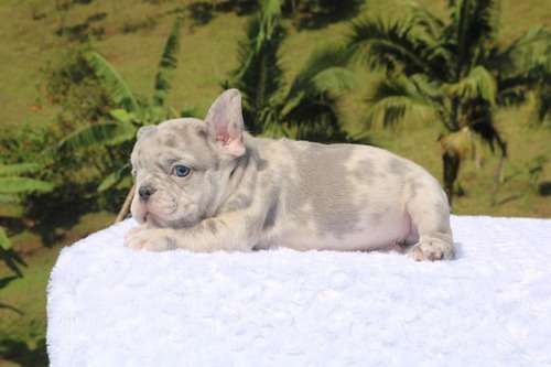 Precio Bulldog Francés en Valledupar 5 Precio Bulldog Francés en Valledupar - Image 5