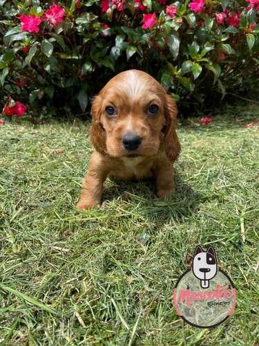 Perro Cocker Spaniel Precio Rebajado 3 Perro Cocker Spaniel Precio Rebajado - Image 3