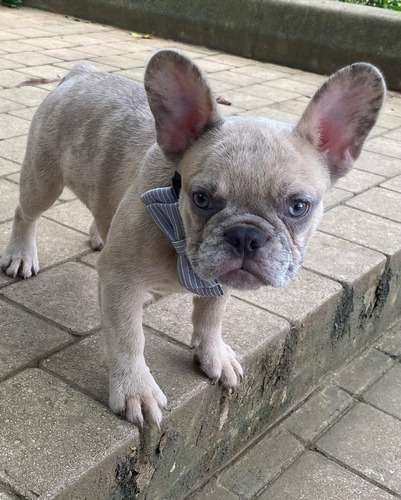 Criadores De Perros Bulldog Frances 2 Criadores De Perros Bulldog Frances - Image 2