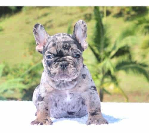 Bulldog Frances Venta De Cachorros 2 Bulldog Frances Venta De Cachorros - Image 2