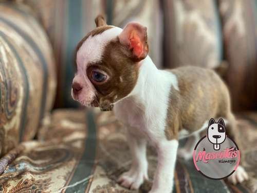 Raza Boston Terrier Precio Bogota 1 Raza Boston Terrier Precio Bogota