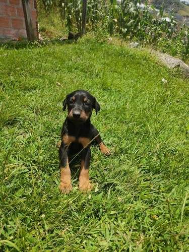Precio Doberman en Valledupar 2 Precio Doberman en Valledupar - Image 2