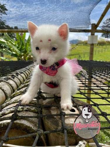 Precio Pomsky en Sincelejo 3 Precio Pomsky en Sincelejo - Image 3