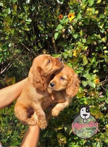Perros Cocker En Venta En Cali 2 Perros Cocker En Venta En Cali - Image 2