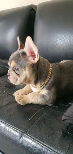 Bulldog Frances Lilac at Rionegro 1 Bulldog Frances Lilac at Rionegro