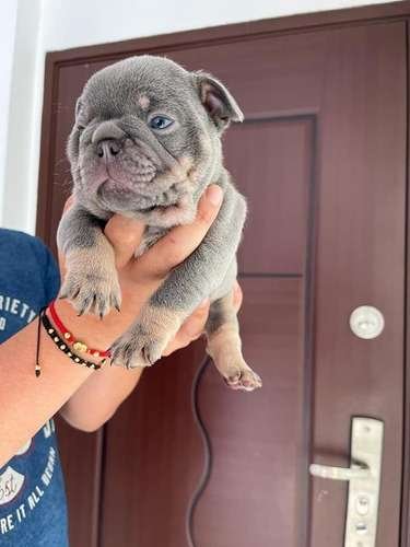 Comprar Cachorro De Bulldog Frances Mascotas Medellin 1 Comprar Cachorro De Bulldog Frances Mascotas Medellin