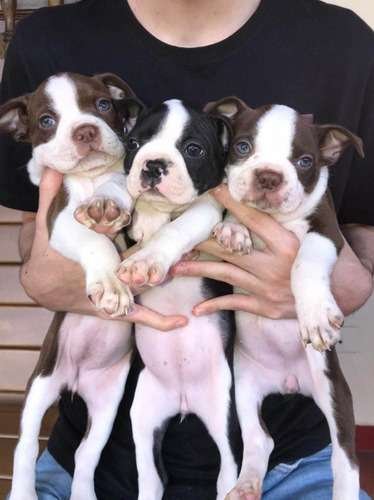 Precio Boston Terrier Medellin 1 Precio Boston Terrier Medellin