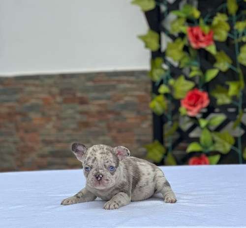 Precio Bulldog Francés en Neiva 2 Precio Bulldog Francés en Neiva - Image 2