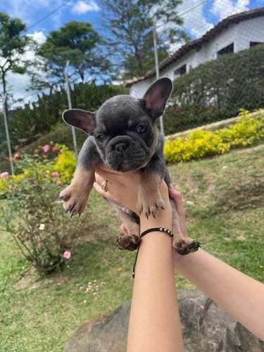 Perros En Venta Bulldog Frances Bogota 1 Perros En Venta Bulldog Frances Bogota