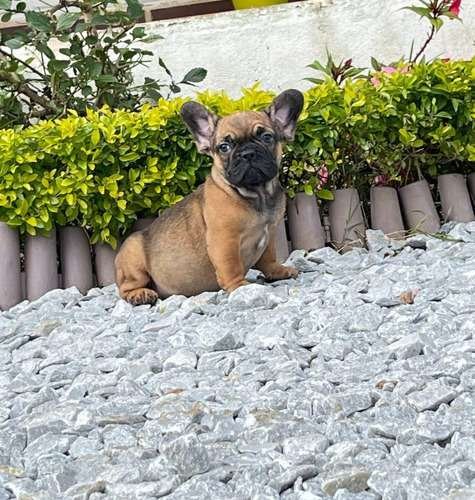 Bulldog Frances Fawn precio medellin 4 Bulldog Frances Fawn precio medellin - Image 4
