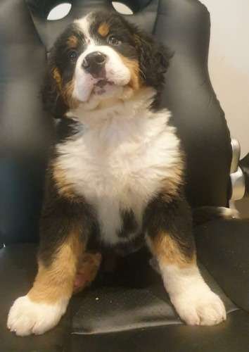 Venta De Boyero De Berna Mascotas Rionegro Medellín 2 Venta De Boyero De Berna Mascotas Rionegro Medellín - Image 2