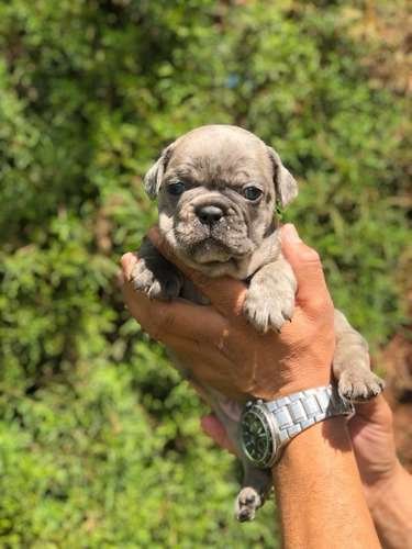 Bulldog Francés precio en Armenia 1 Bulldog Francés precio en Armenia