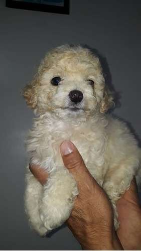 Tacita De Te Perro Venta 2 Tacita De Te Perro Venta - Image 2