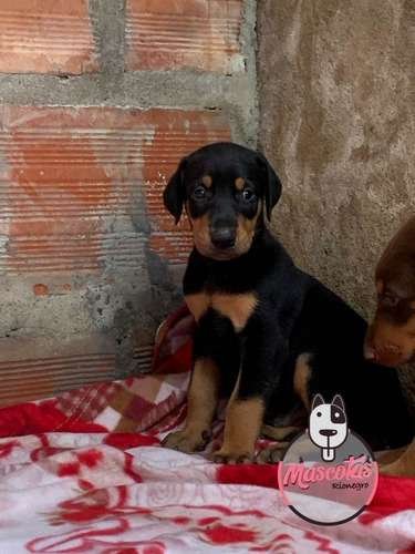 Precio Doberman en venta Medellin 1 Precio Doberman en venta Medellin