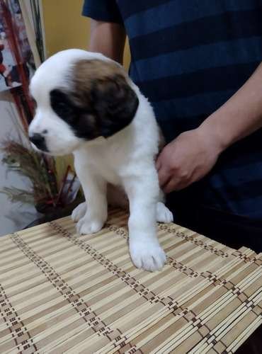 San Sernardos Cachorros Mascotas Rionegro Medellín 2 San Sernardos Cachorros Mascotas Rionegro Medellín - Image 2