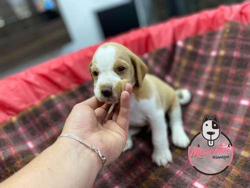 Perro Beagle cachorro precio 2 Perro Beagle cachorro precio - Image 2