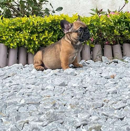 Bulldog Frances Fawn precio medellin 1 Bulldog Frances Fawn precio medellin