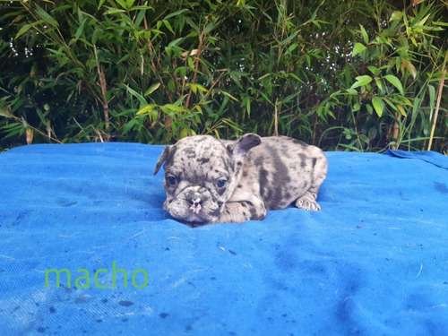 Bulldog Frances Black Merle Bogota 1 Bulldog Frances Black Merle Bogota