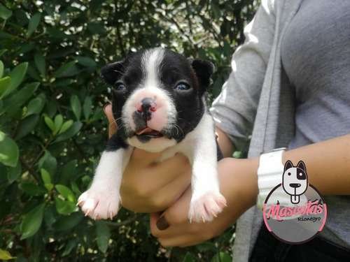 Perro Boston terrier precio 5 Perro Boston terrier precio - Image 5