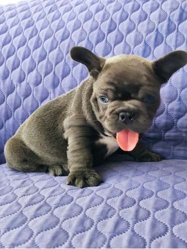 Bulldog Frances Blue precio 1 Bulldog Frances Blue precio