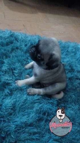 Pugs A La Venta En Medellin Colombia 1 Pugs A La Venta En Medellin Colombia