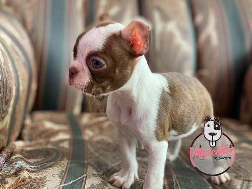 Raza Boston Terrier Precio Bogota 2 Raza Boston Terrier Precio Bogota - Image 2