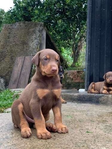 Precio Doberman en Pasto 1 Precio Doberman en Pasto