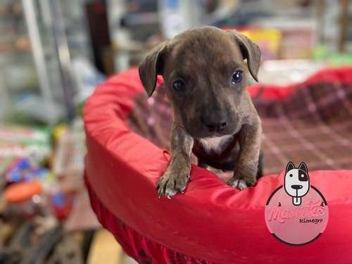 Venta Pitbulls Mascotas Medellin Bogota Cali 2 Venta Pitbulls Mascotas Medellin Bogota Cali - Image 2