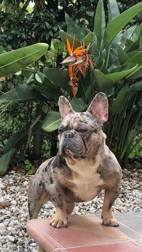 Monta de bulldog frances exotico 1 Monta de bulldog frances exotico