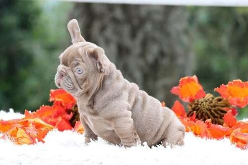 Bulldog Frances Venta De Cachorros Medellin 2 Bulldog Frances Venta De Cachorros Medellin - Image 2