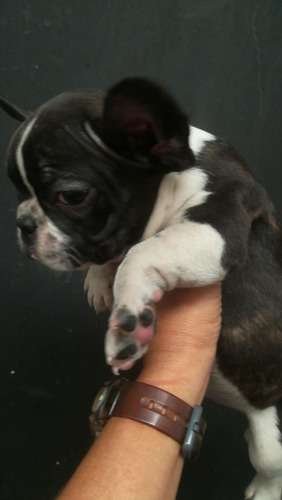 Criadores Bulldog Frances Mascotas Medellin Rionegro 2 Criadores Bulldog Frances Mascotas Medellin Rionegro - Image 2