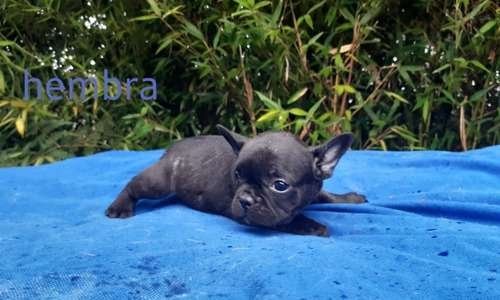 Precio Bulldog Francés en Valledupar 2 Precio Bulldog Francés en Valledupar - Image 2