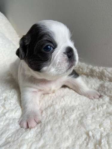 Perro Bulldog Frances Colombia 1 Perro Bulldog Frances Colombia