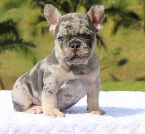 Bulldog Frances Cachorro Precio Mascotas Medellin Bogota 3 Bulldog Frances Cachorro Precio Mascotas Medellin Bogota - Image 4