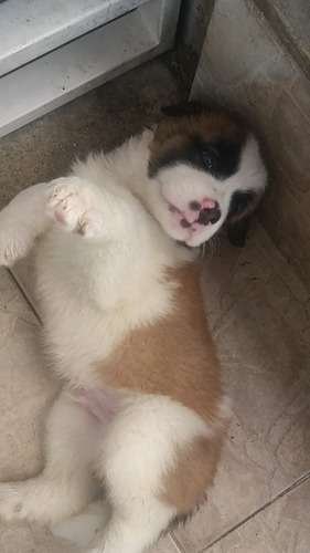 perro san bernardo precio Medellín 3 perro san bernardo precio Medellín - Image 3