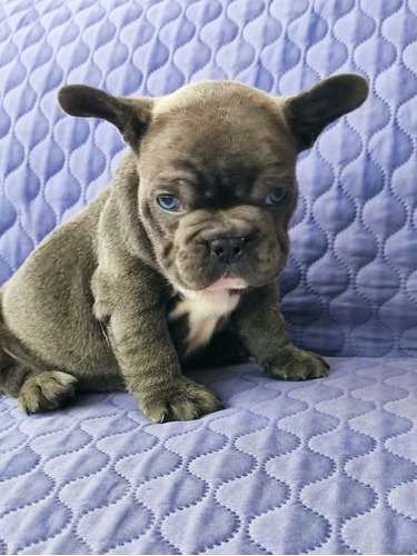Bulldog Frances Blue precio 2 Bulldog Frances Blue precio - Image 2