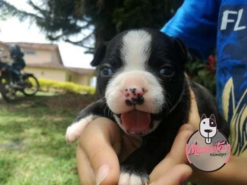 Perro Boston terrier precio 4 Perro Boston terrier precio - Image 4