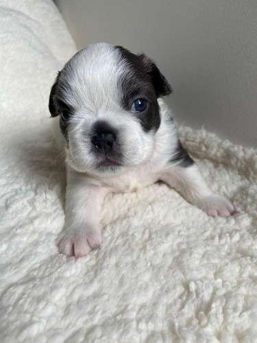 Perro Bulldog Frances Colombia 2 Perro Bulldog Frances Colombia - Image 2