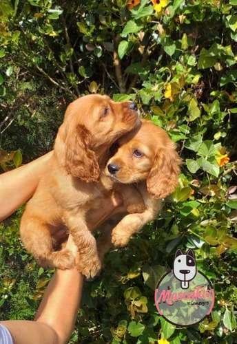 Perros Cocker En Venta En Cali 1 Perros Cocker En Venta En Cali