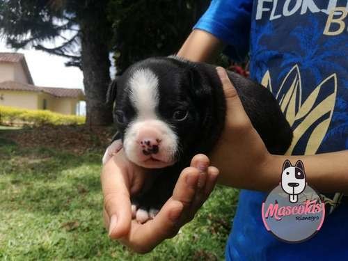 Perro Boston terrier precio 2 Perro Boston terrier precio - Image 2