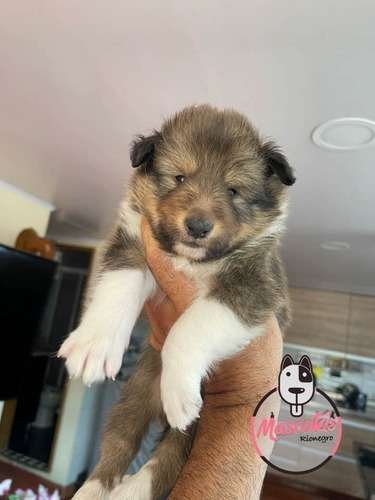 Comprar Pastor Shetland 1 Comprar Pastor Shetland