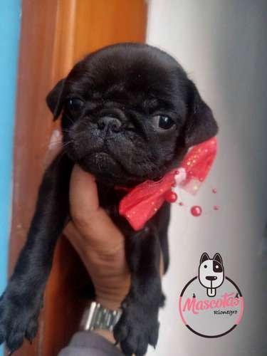 Pugs Venta Economicos 1 Pugs Venta Economicos