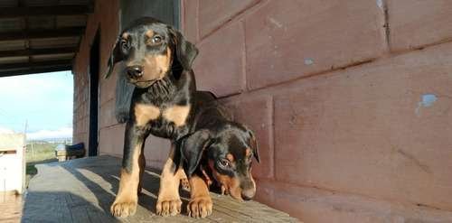 Precio Doberman en Santa Marta 1 Precio Doberman en Santa Marta