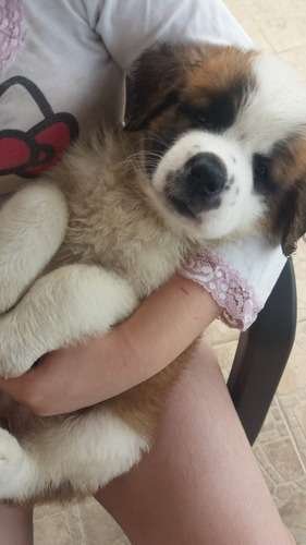 perro san bernardo precio Medellín 2 perro san bernardo precio Medellín - Image 2