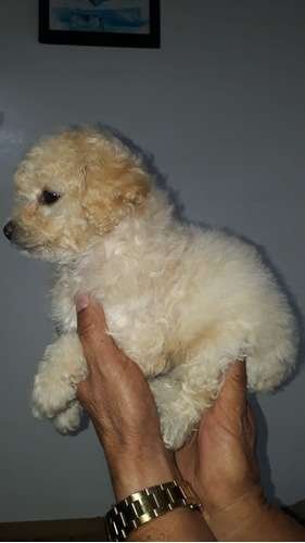 Tacita De Te Perro Venta 1 Tacita De Te Perro Venta