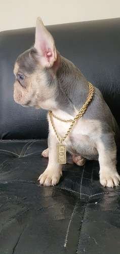 Bulldog Frances Lilac at Rionegro 2 Bulldog Frances Lilac at Rionegro - Image 2