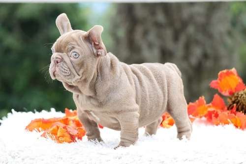 Bulldog Frances Venta De Cachorros Medellin 3 Bulldog Frances Venta De Cachorros Medellin - Image 3