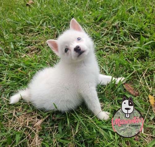 Precio Pomsky en Sincelejo 1 Precio Pomsky en Sincelejo