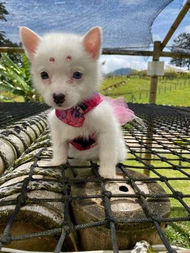 Pomsky Comprar 1 Pomsky Comprar